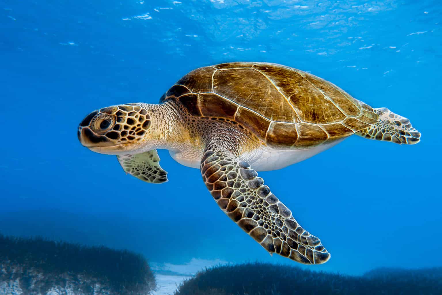 Đố bạn biết: Một con rùa có thể sống được bao nhiêu năm?