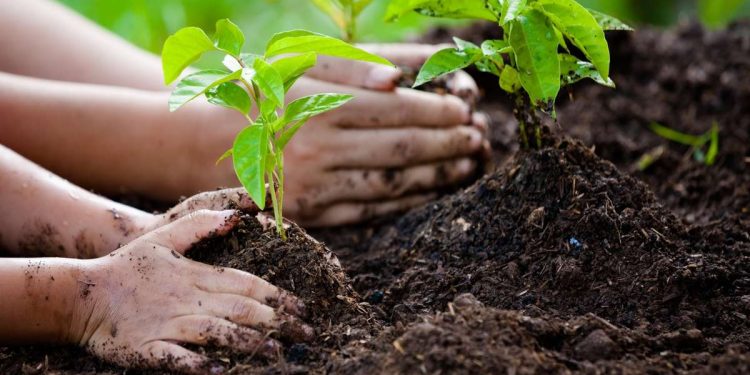Cây trồng có giúp làm giảm biến đổi khí hậu?