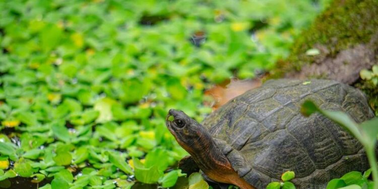 Những loài rùa phổ biến ở Việt Nam