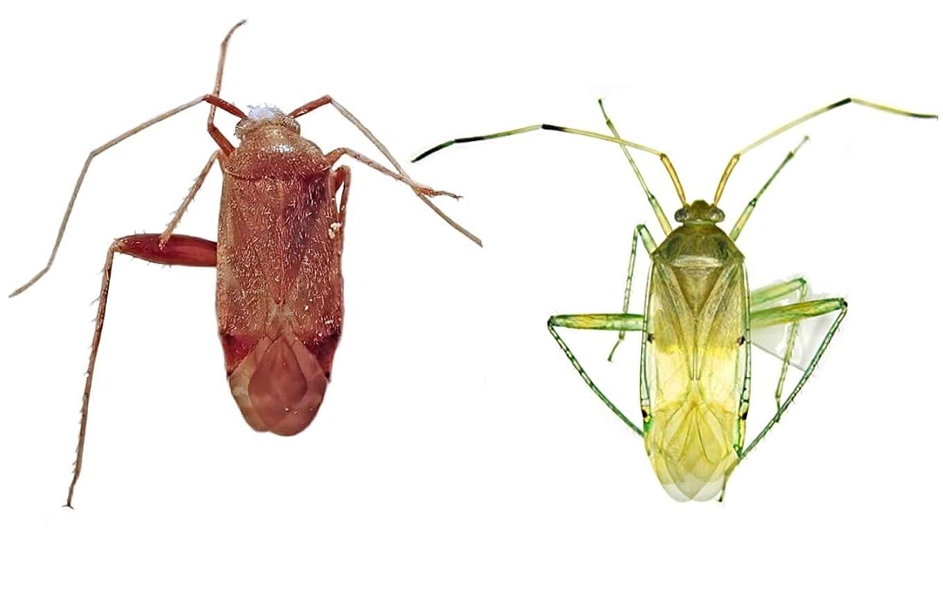 Việt Nam phát hiện 2 loài bọ xít mù mới