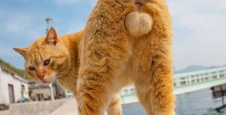 Bí ẩn của mèo cam được giải sau 60 năm