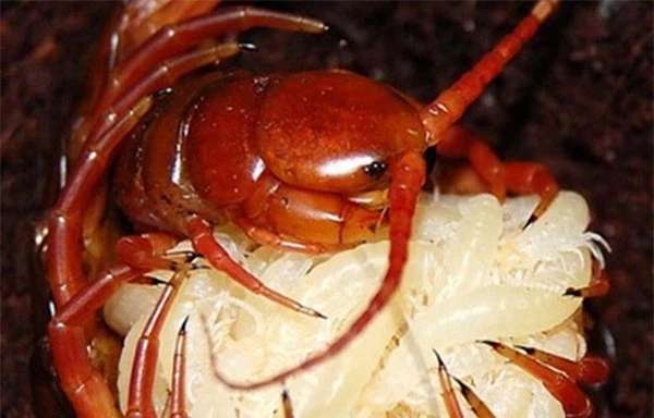Rết –Sát thủ trăm chân bí ẩn của thế giới tự nhiên