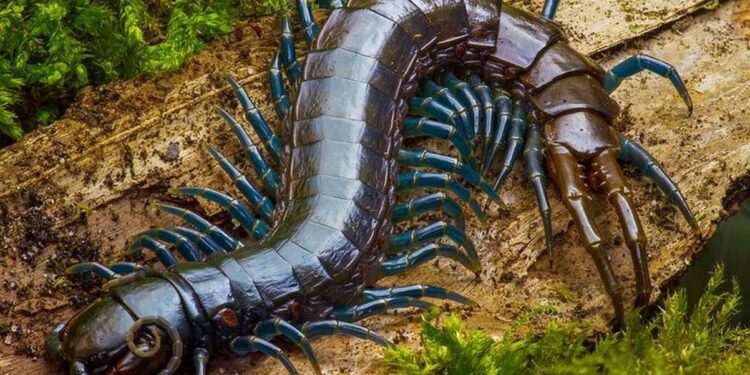 Rết –Sát thủ trăm chân bí ẩn của thế giới tự nhiên