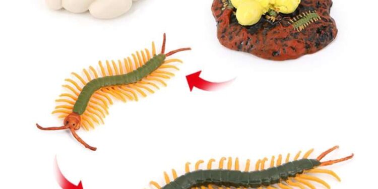 Vòng đời kỳ diệu của rết: Hành trình từ trứng đến kẻ săn mồi lão luyện