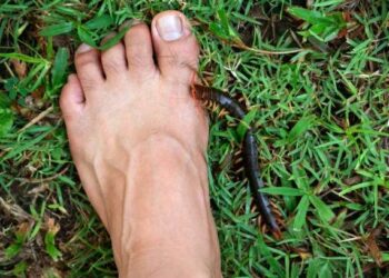 Rết cắn có chết không? Sự thật về nọc độc của loài săn mồi nhiều chân