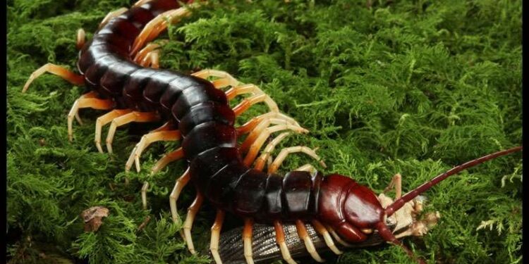 Loài rết lớn nhất thế giới – Rết khổng lồ Amazon
