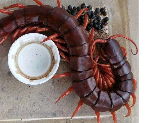 Rết đá miền Trung – Cư dân thầm lặng vùng đất gió Lào
