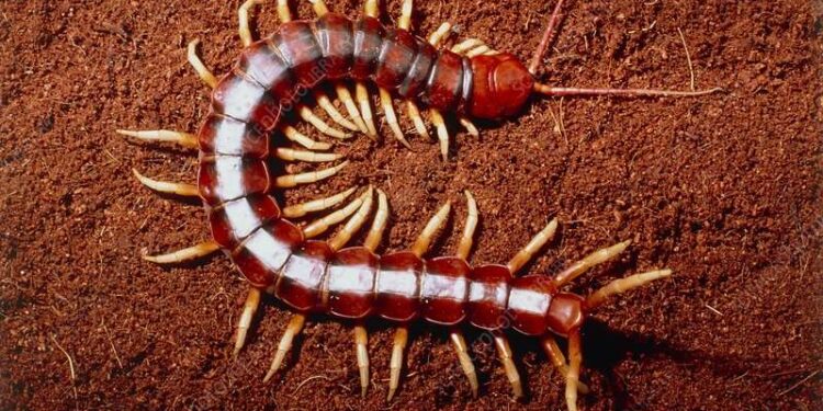 Rết chân vàng đất đỏ – Cơn ám ảnh lặng thầm vùng Đông Nam Bộ